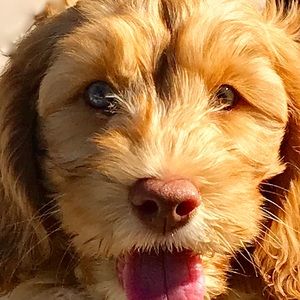 Meet your Posher, Marco